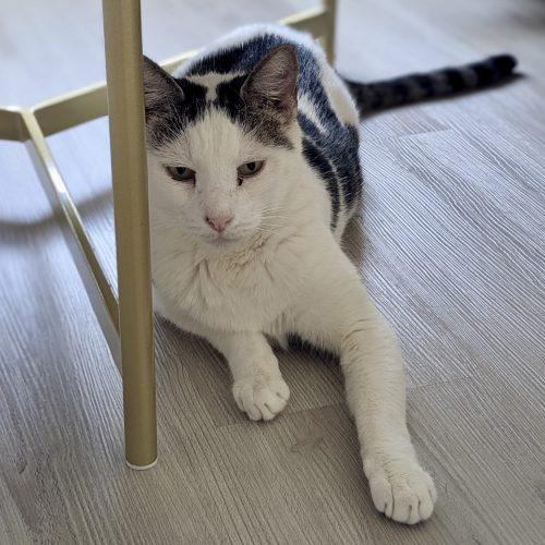 Enlarge Derby, a Adoptable mixed breed in Knoxville, TN image 5/6