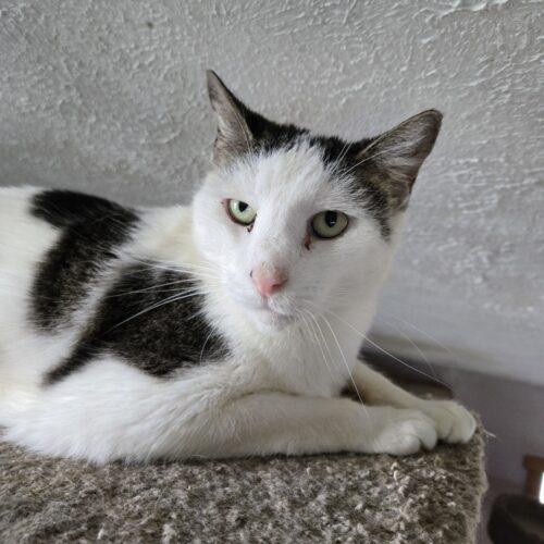 Enlarge Derby, a Adoptable mixed breed in Knoxville, TN image 6/6