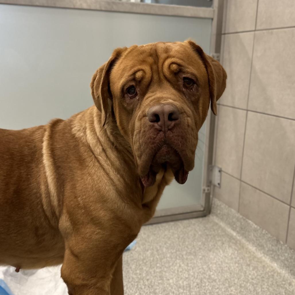 Pixie Pie, Adoptable, Adult Female Dogue de Bordeaux & Mastiff.