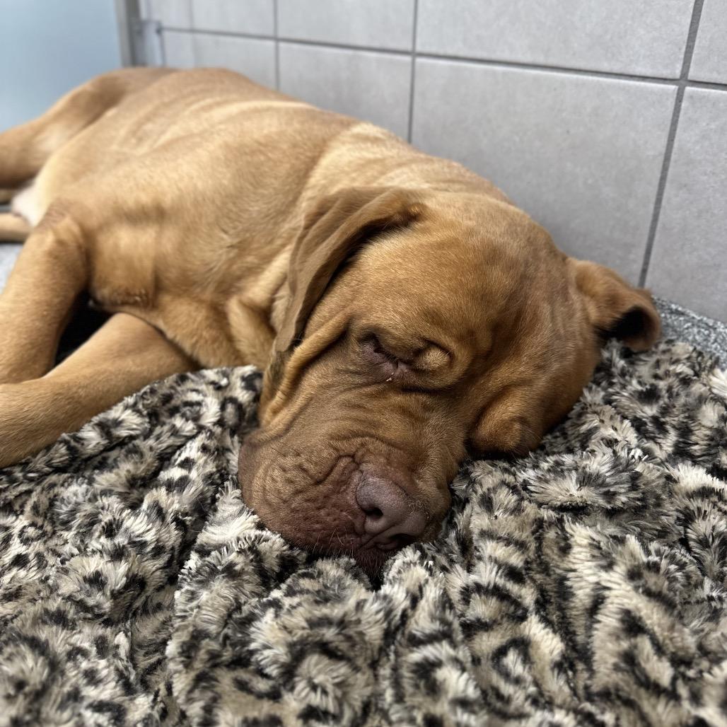 Enlarge Pixie Pie, a Adoptable mixed breed in Hinsdale, IL image 2/3