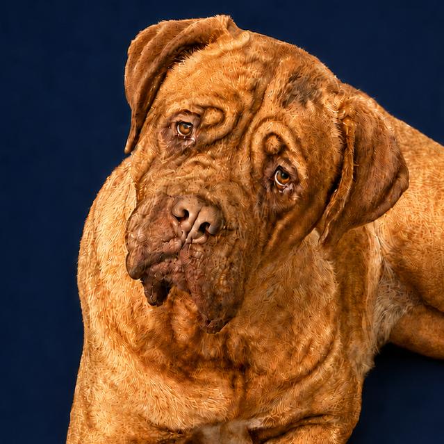 Enlarge Pixie Pie, a Adoptable mixed breed in Hinsdale, IL image 3/3