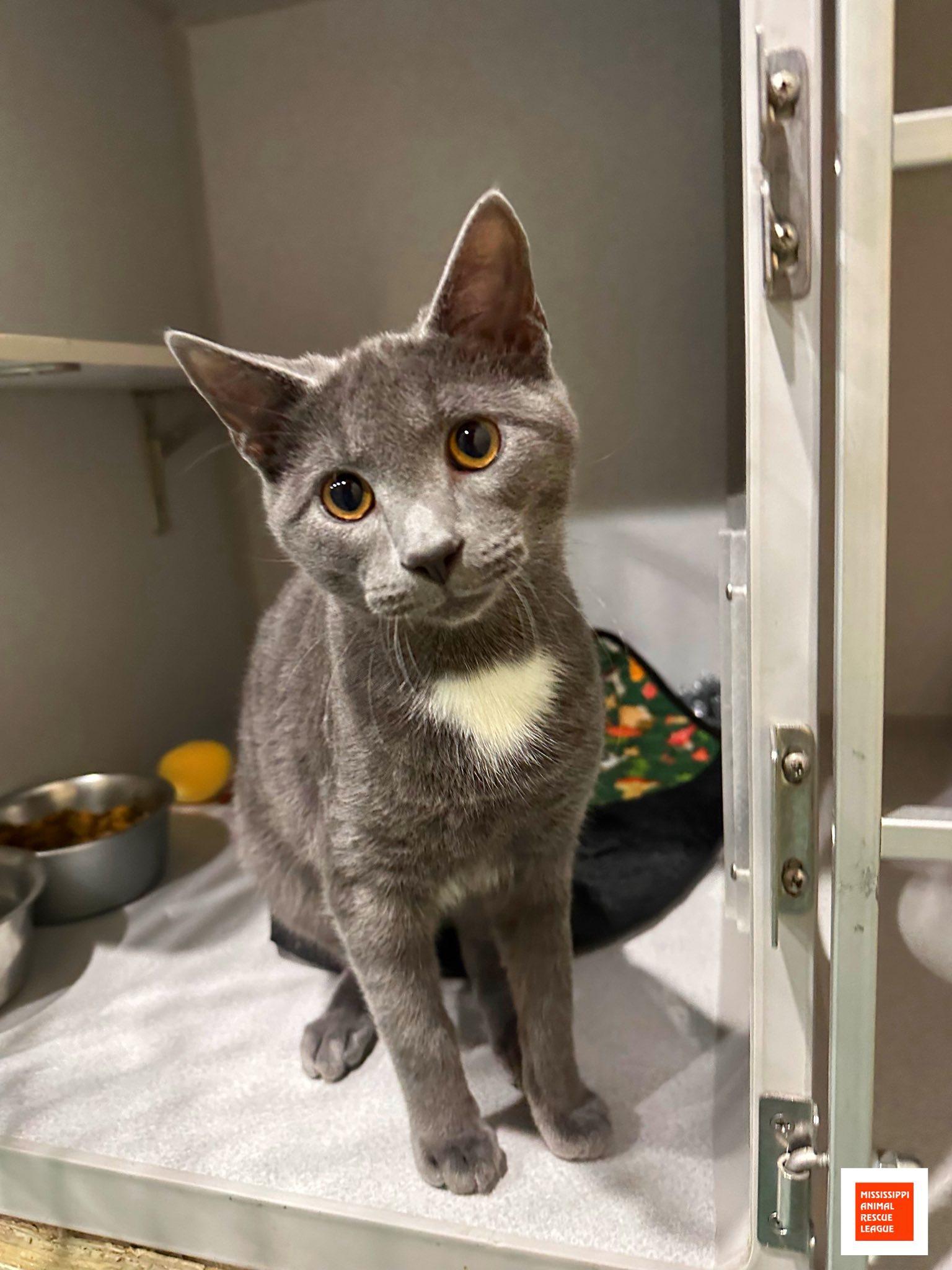 Houdini, adopted, Young Male Domestic Short Hair.