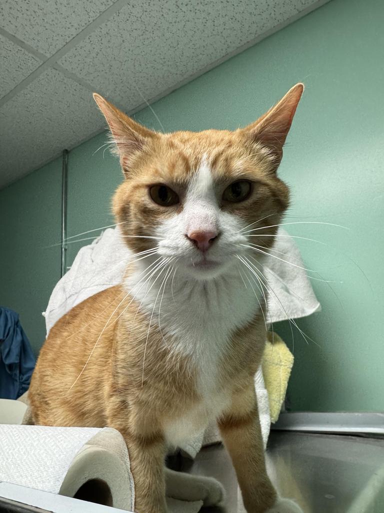 Shoresy, Adoptable, Young Male Domestic Short Hair.
