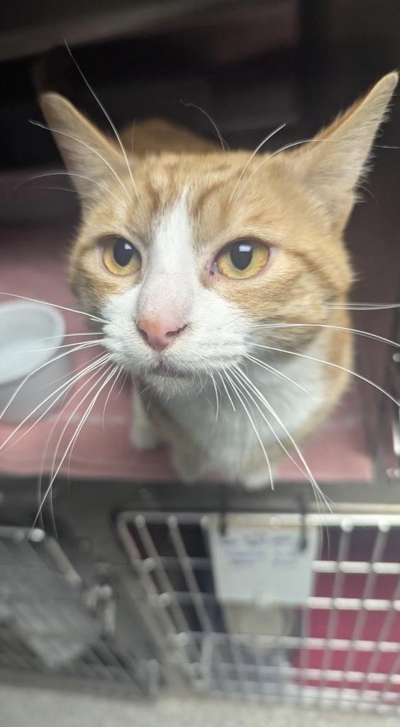 Shoresy, a Adoptable mixed breed in Athens, OH image 2/2