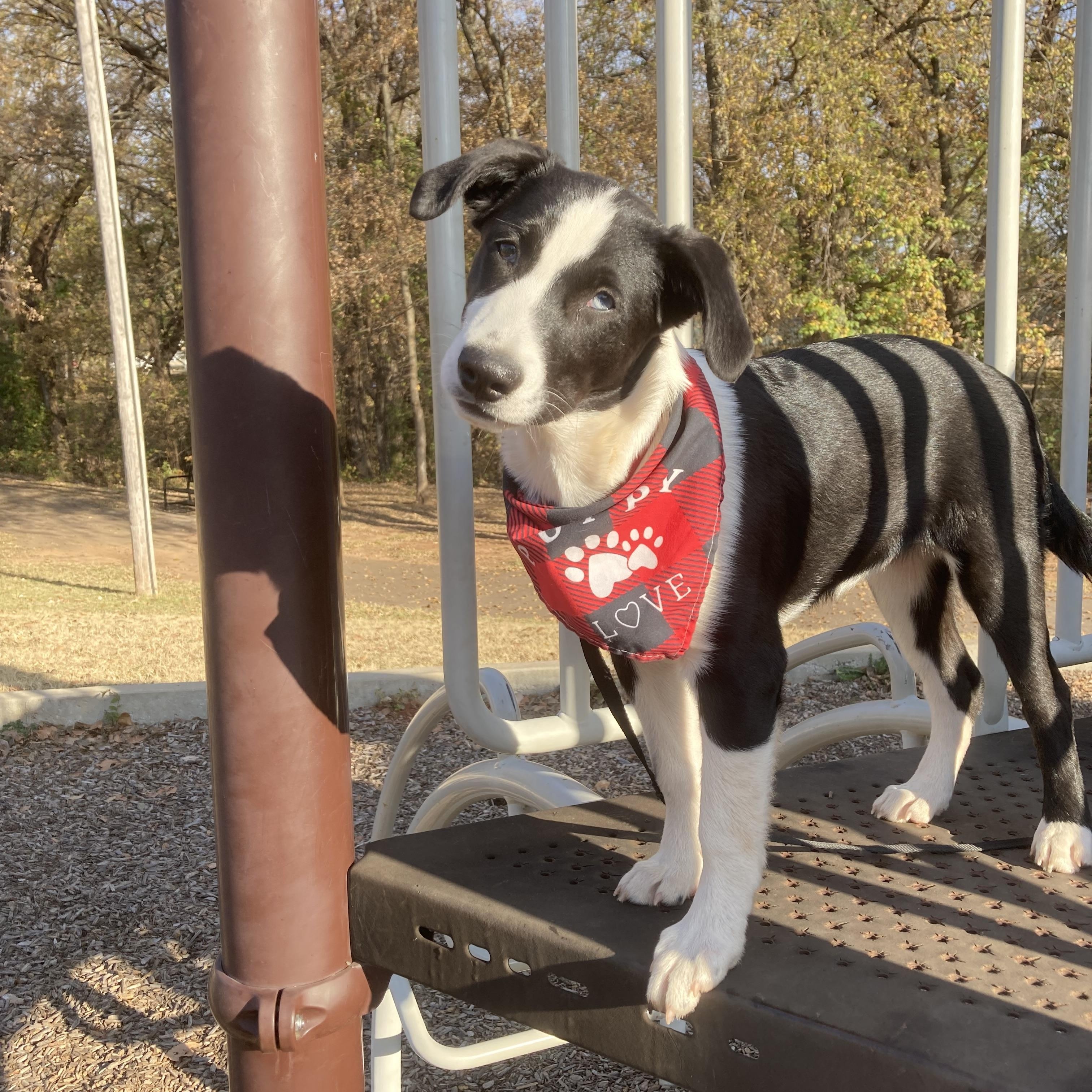 Emily, a Adoptable mixed breed in Greenfield, IN image 1/6