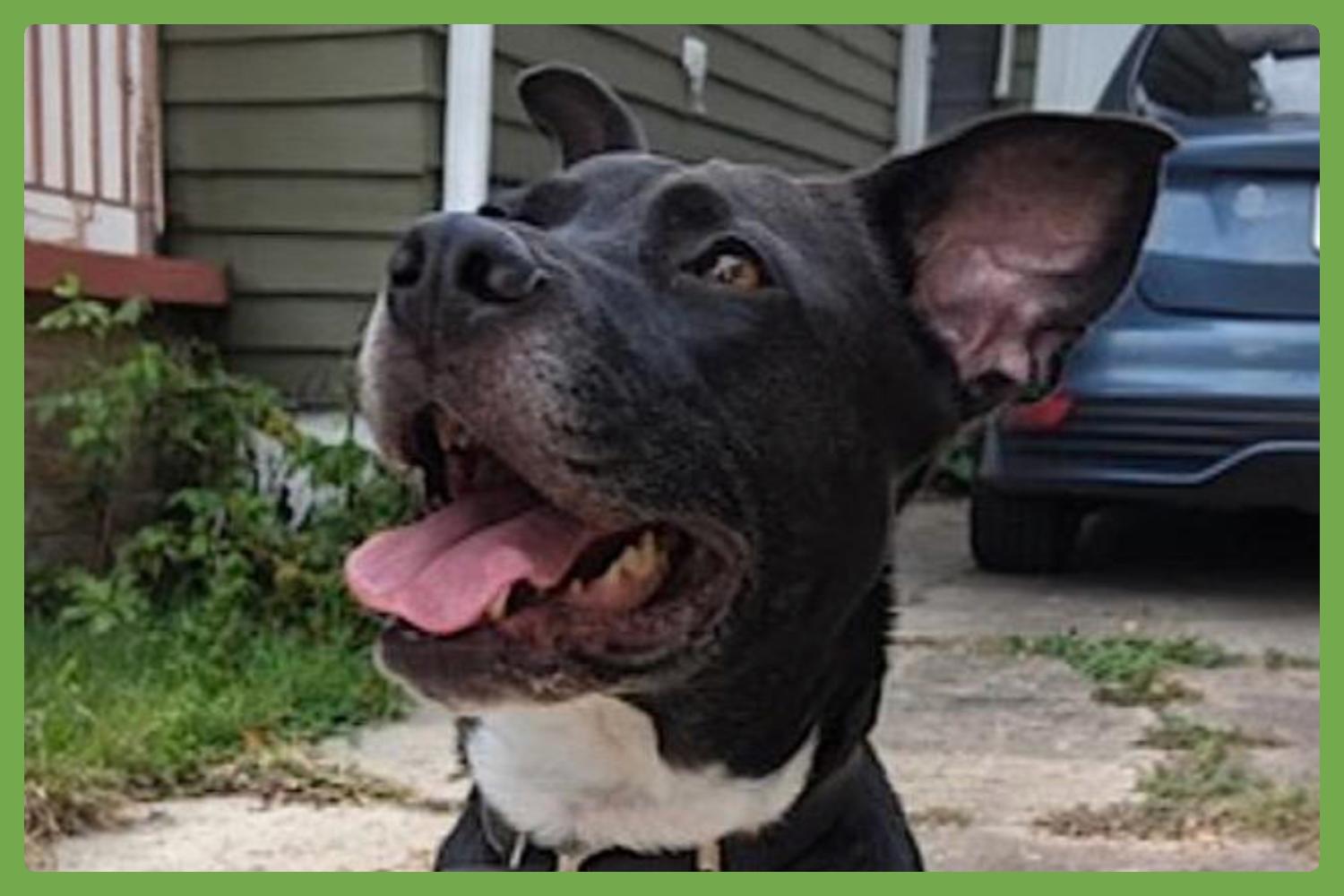 Dange — thumbnail 2