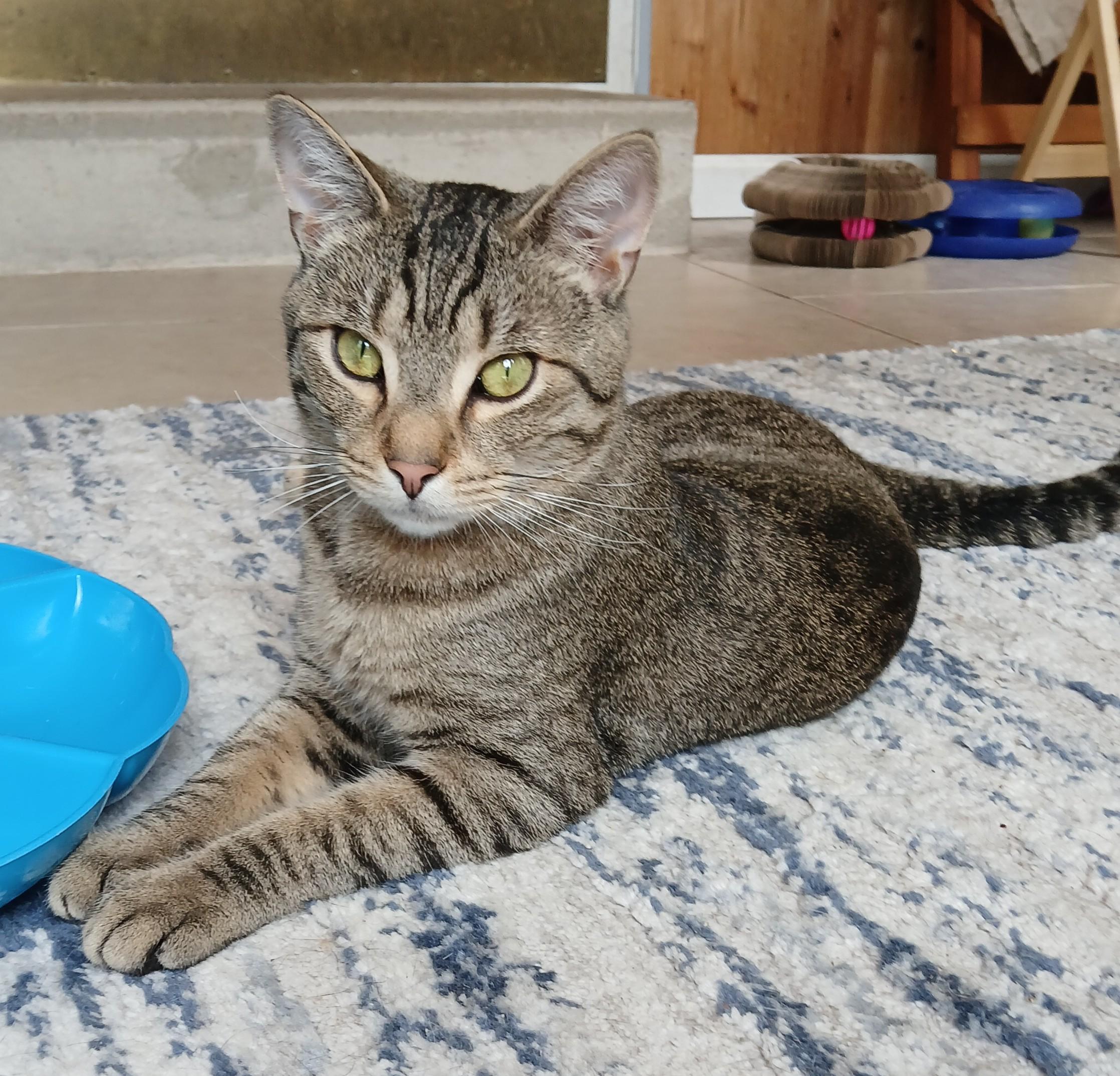 Harry, ADOPTABLE, Adult Male Domestic Short Hair & Tabby.