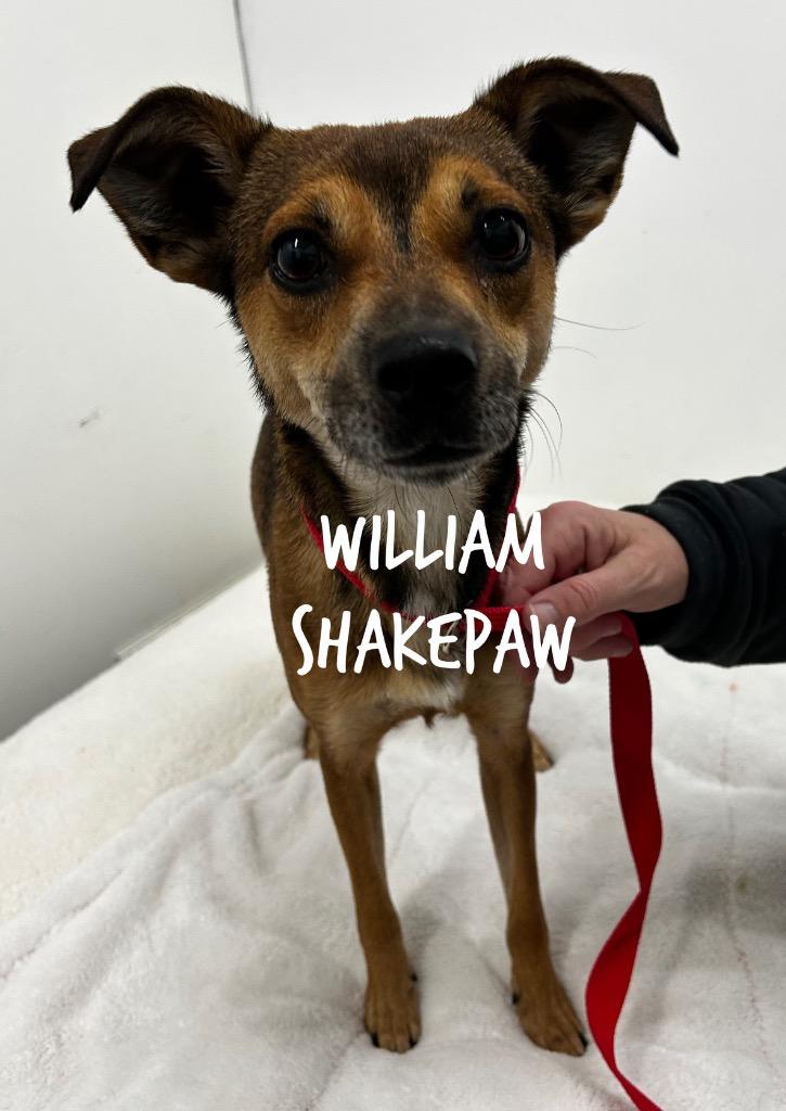 Enlarge William Shakespaw, a Adoptable mixed breed in Jacksonville, IL image 1/1