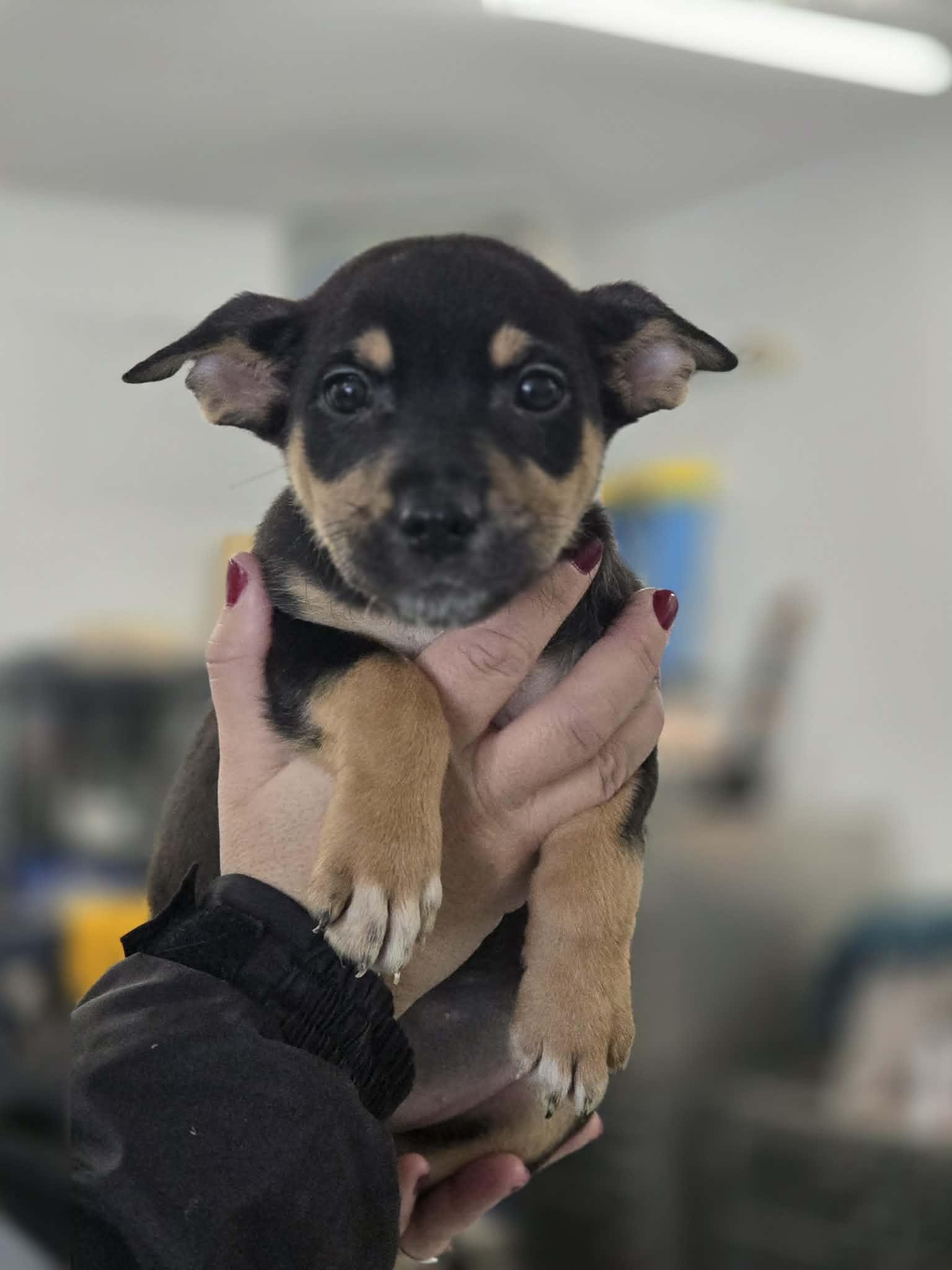 Enlarge Pixie, a ADOPTABLE mixed breed in Shelby, MI image 1/1