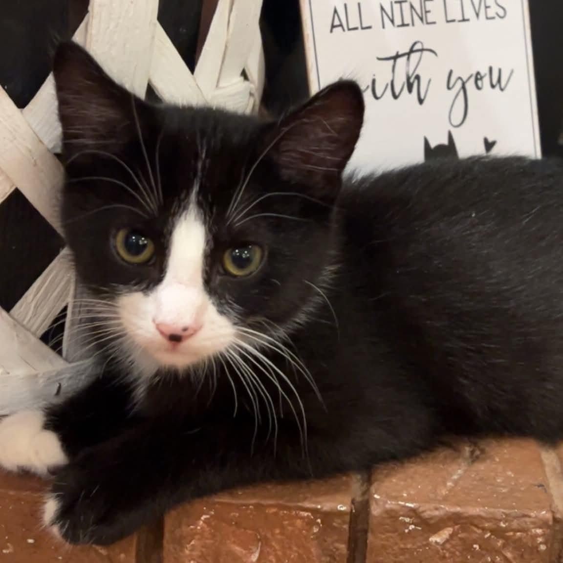 Martin, a ADOPTABLE Domestic Medium Hair in Sedalia, MO image 3/6