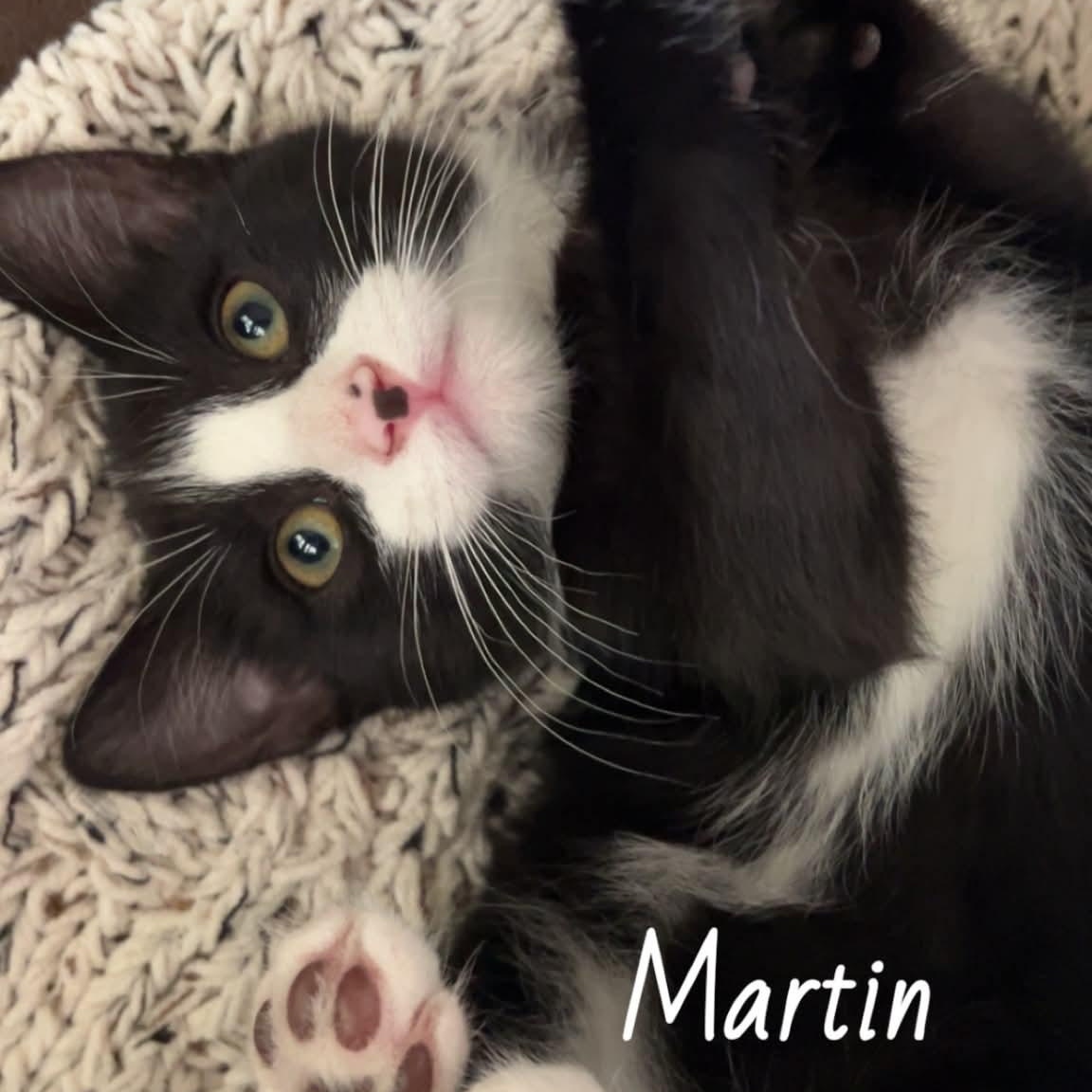 Martin, a ADOPTABLE Domestic Medium Hair in Sedalia, MO image 4/6