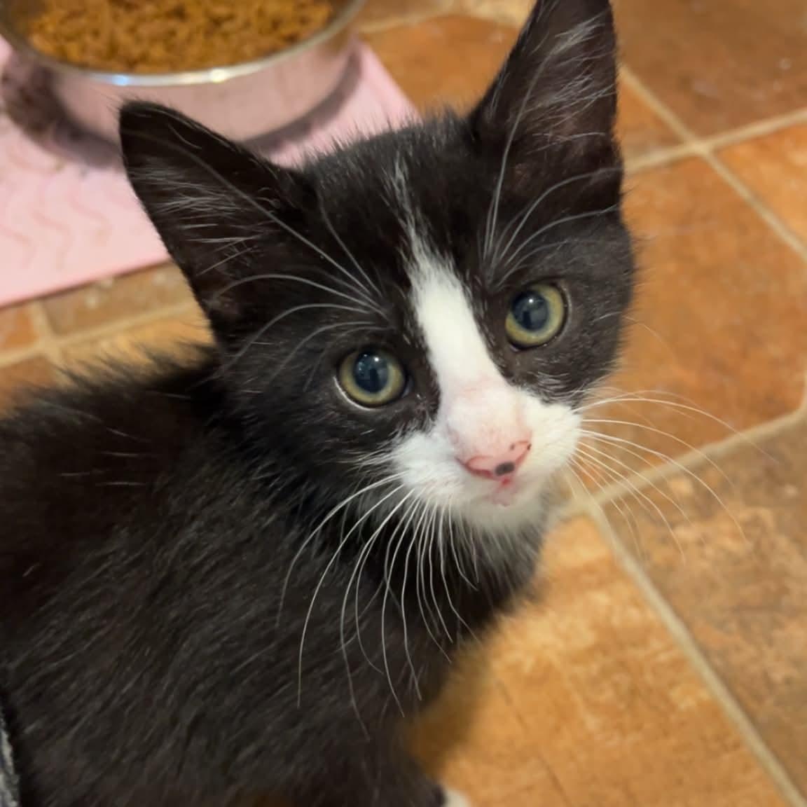 Martin, a ADOPTABLE Domestic Medium Hair in Sedalia, MO image 5/6