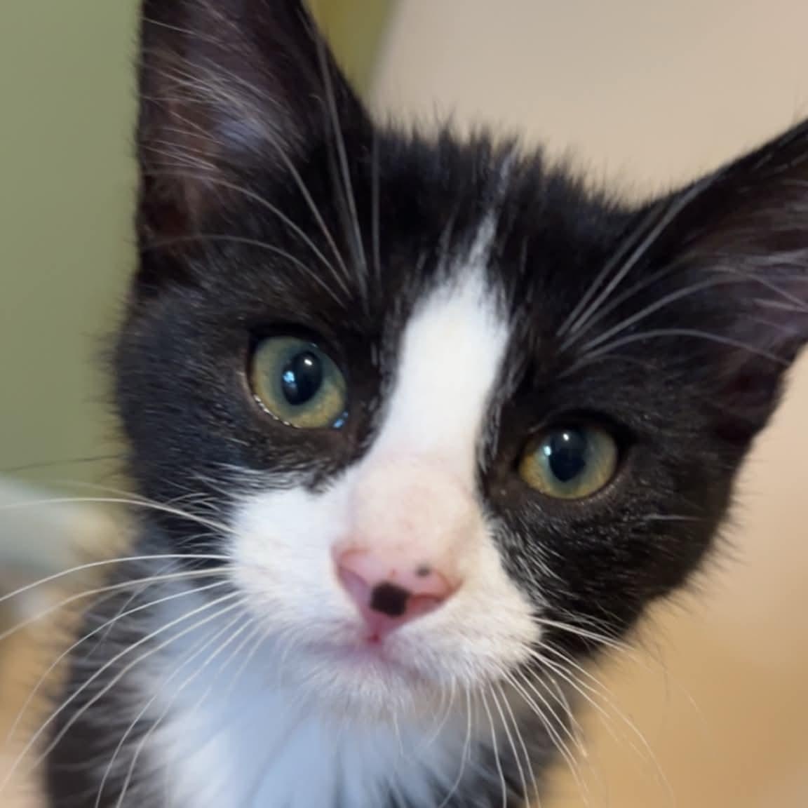 Martin, a ADOPTABLE Domestic Medium Hair in Sedalia, MO image 2/6