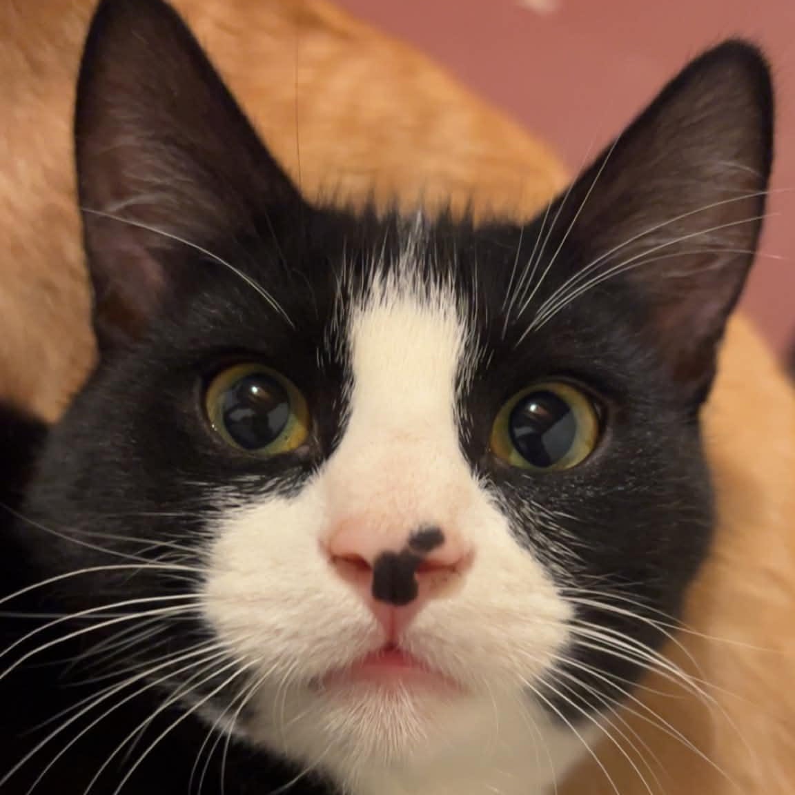 Martin, a ADOPTABLE Domestic Medium Hair in Sedalia, MO image 1/6