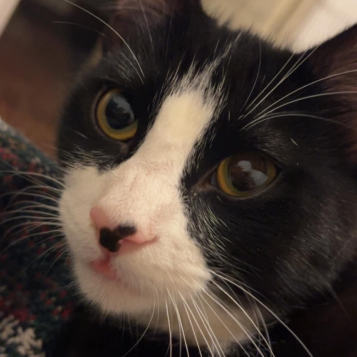 Martin, a ADOPTABLE Domestic Medium Hair in Sedalia, MO image 6/6
