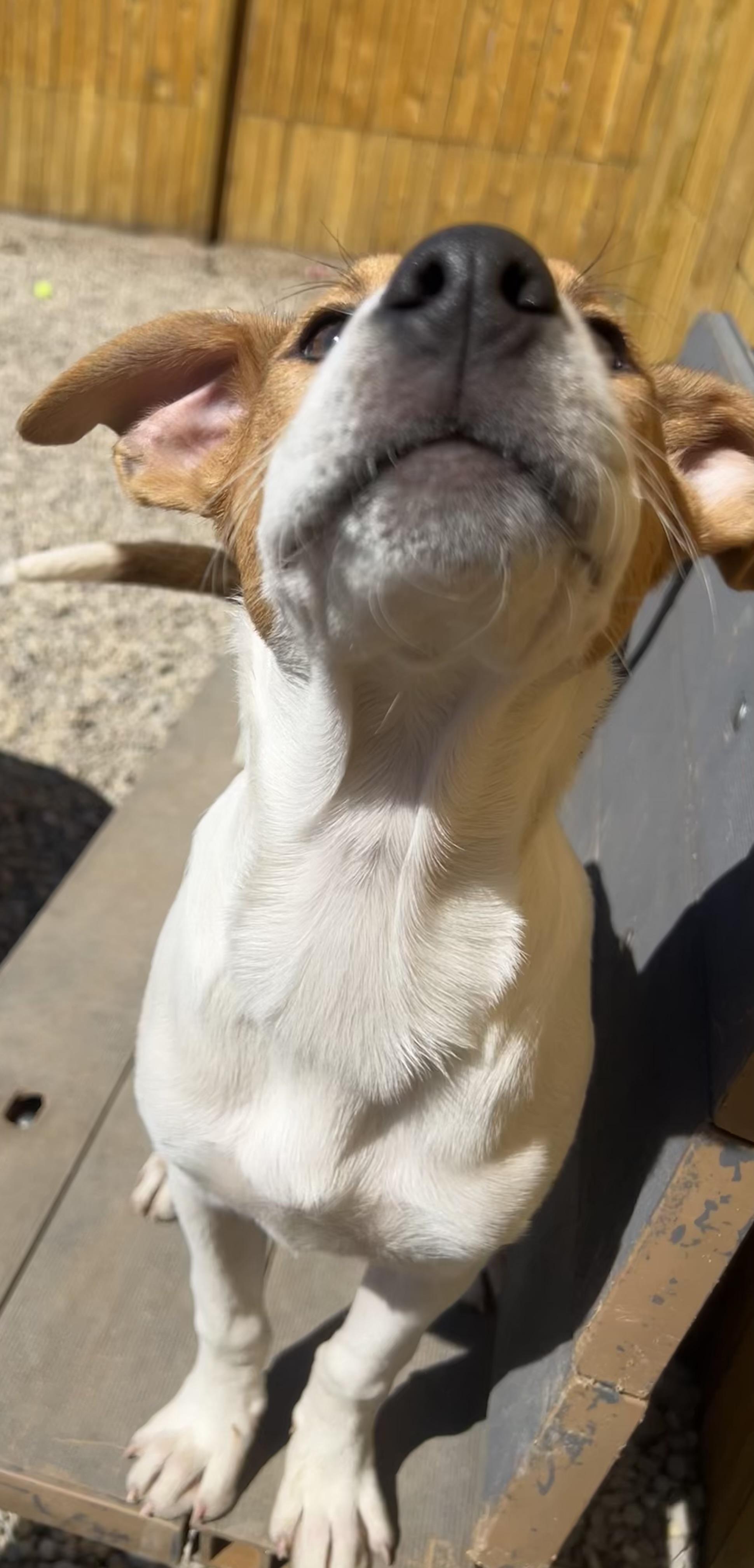 Enlarge Rue, a Adoptable mixed breed in Bellaire, MI image 5/6