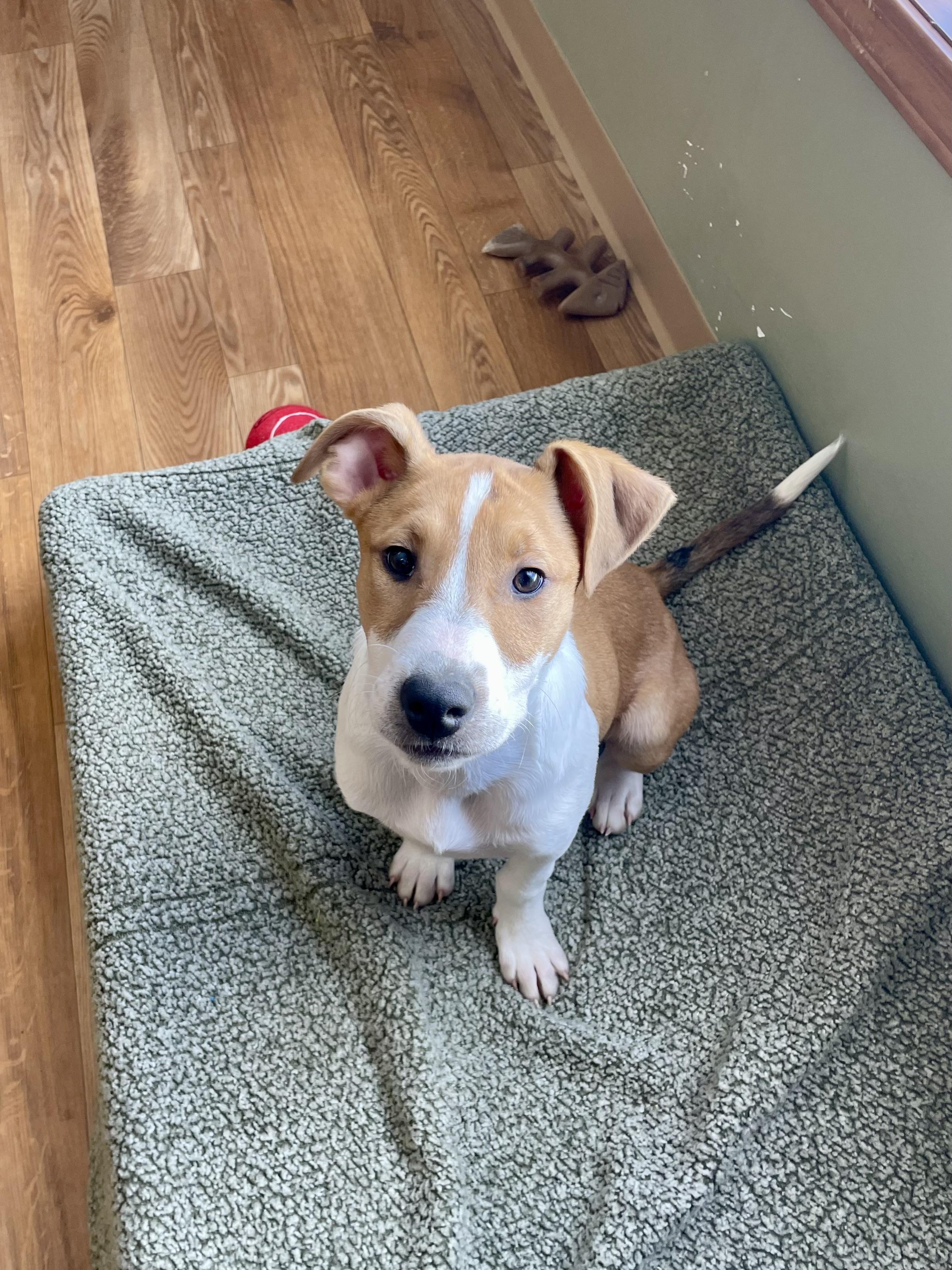 Enlarge Rue, a Adoptable mixed breed in Bellaire, MI image 2/6