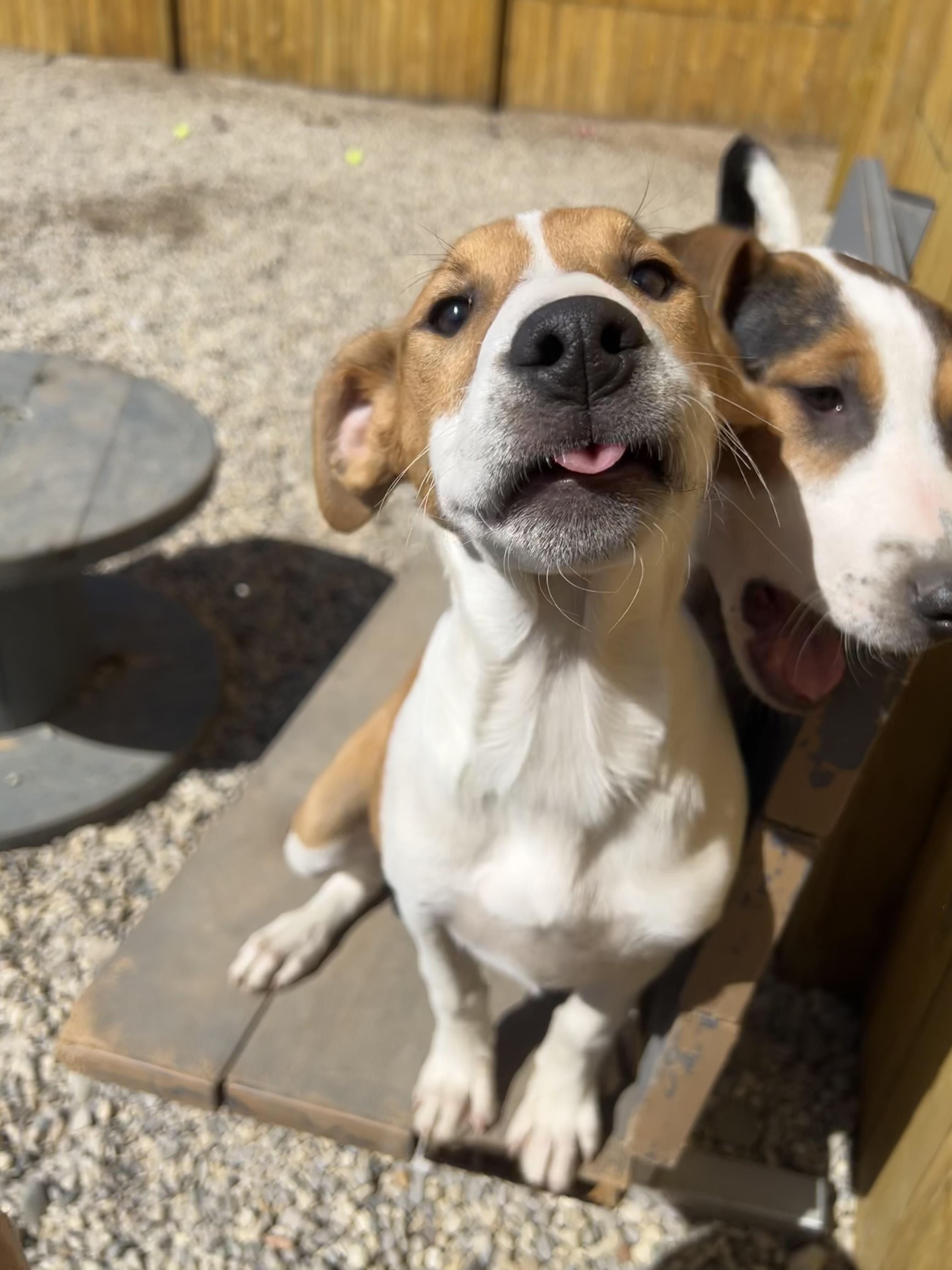 Enlarge Rue, a Adoptable mixed breed in Bellaire, MI image 6/6