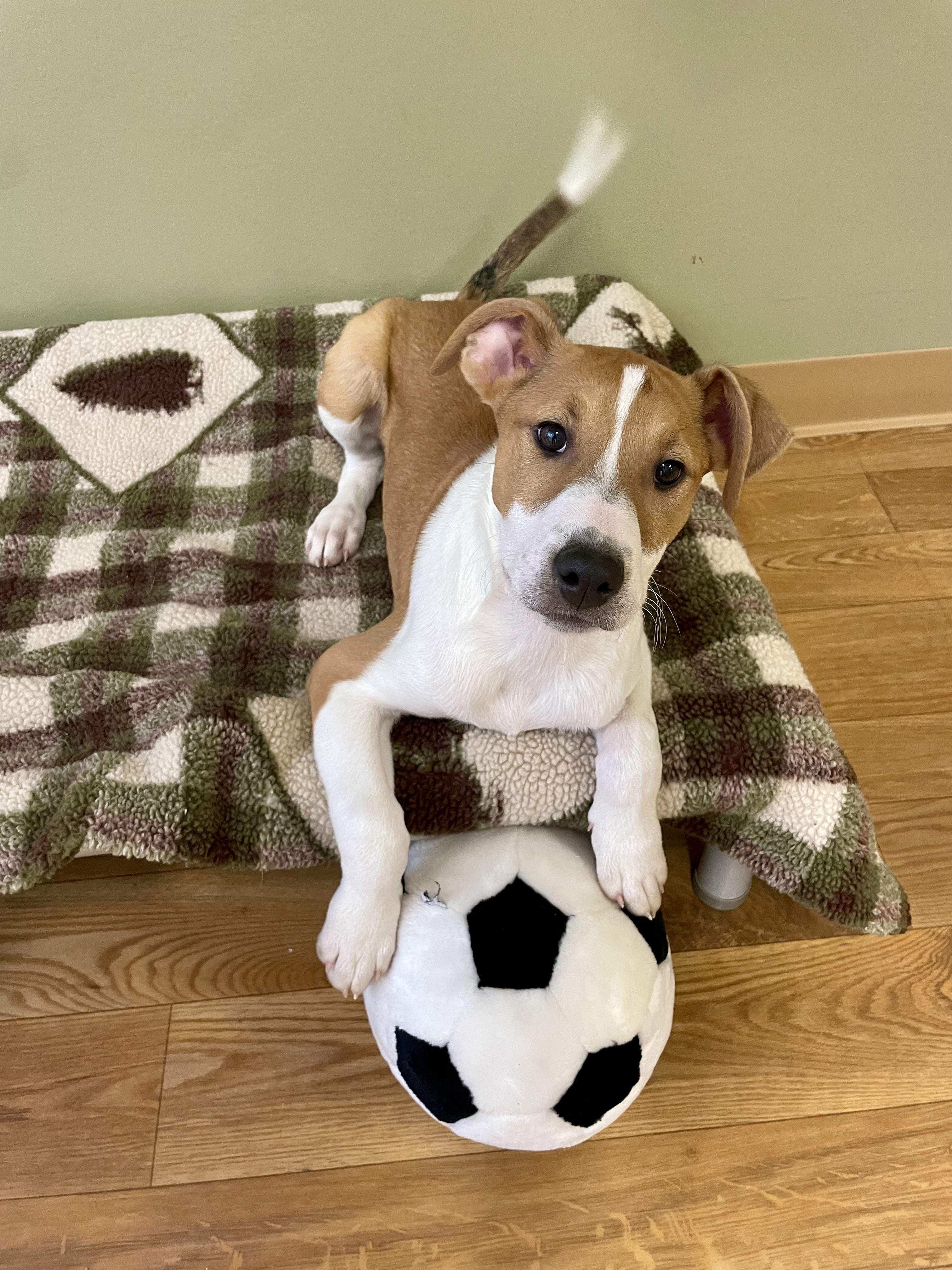 Enlarge Rue, a Adoptable mixed breed in Bellaire, MI image 1/6