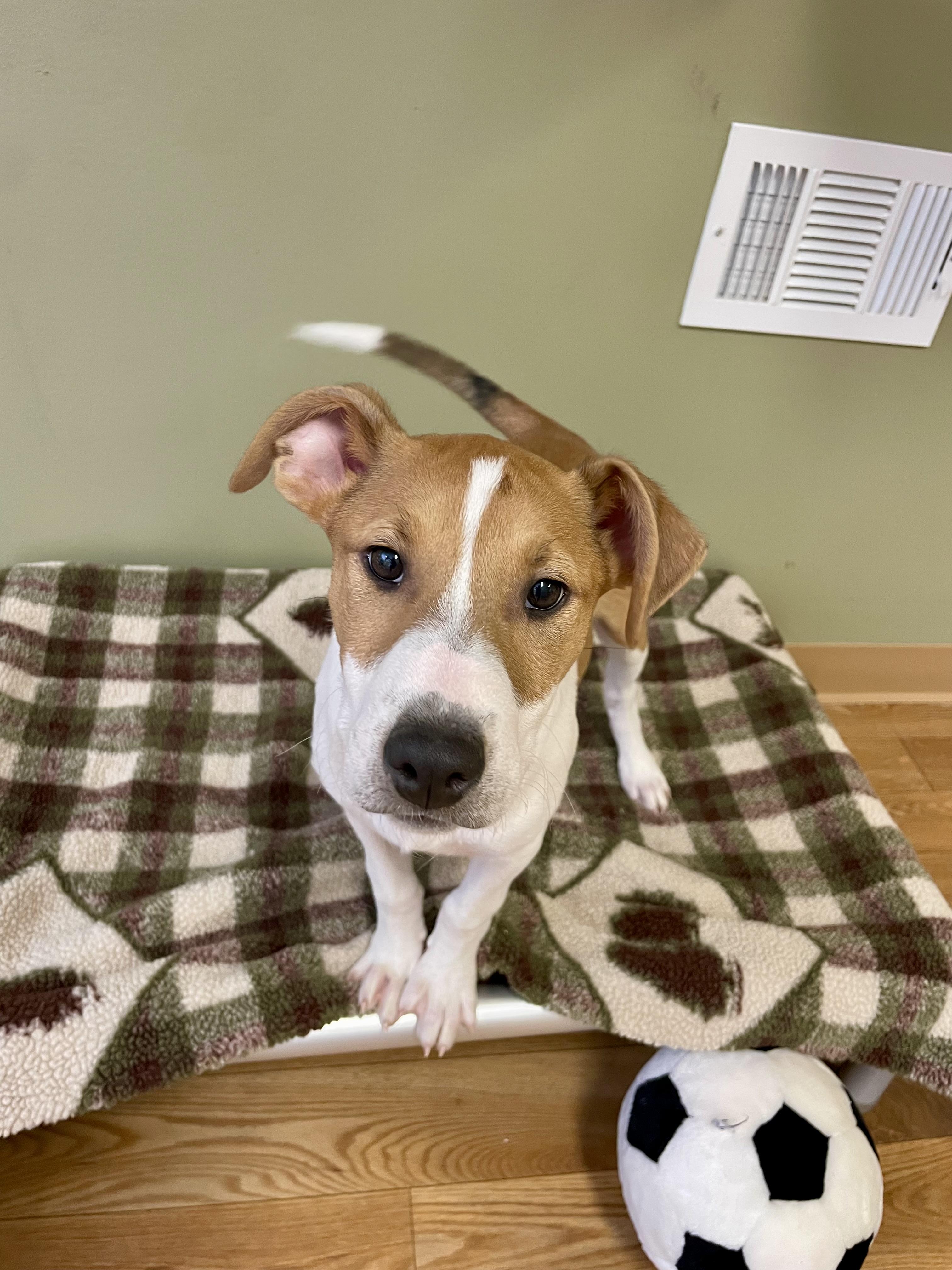 Enlarge Rue, a Adoptable mixed breed in Bellaire, MI image 3/6