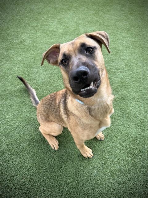 NEPTUNE, Adoptable, Young Male German Shepherd Dog & Husky.