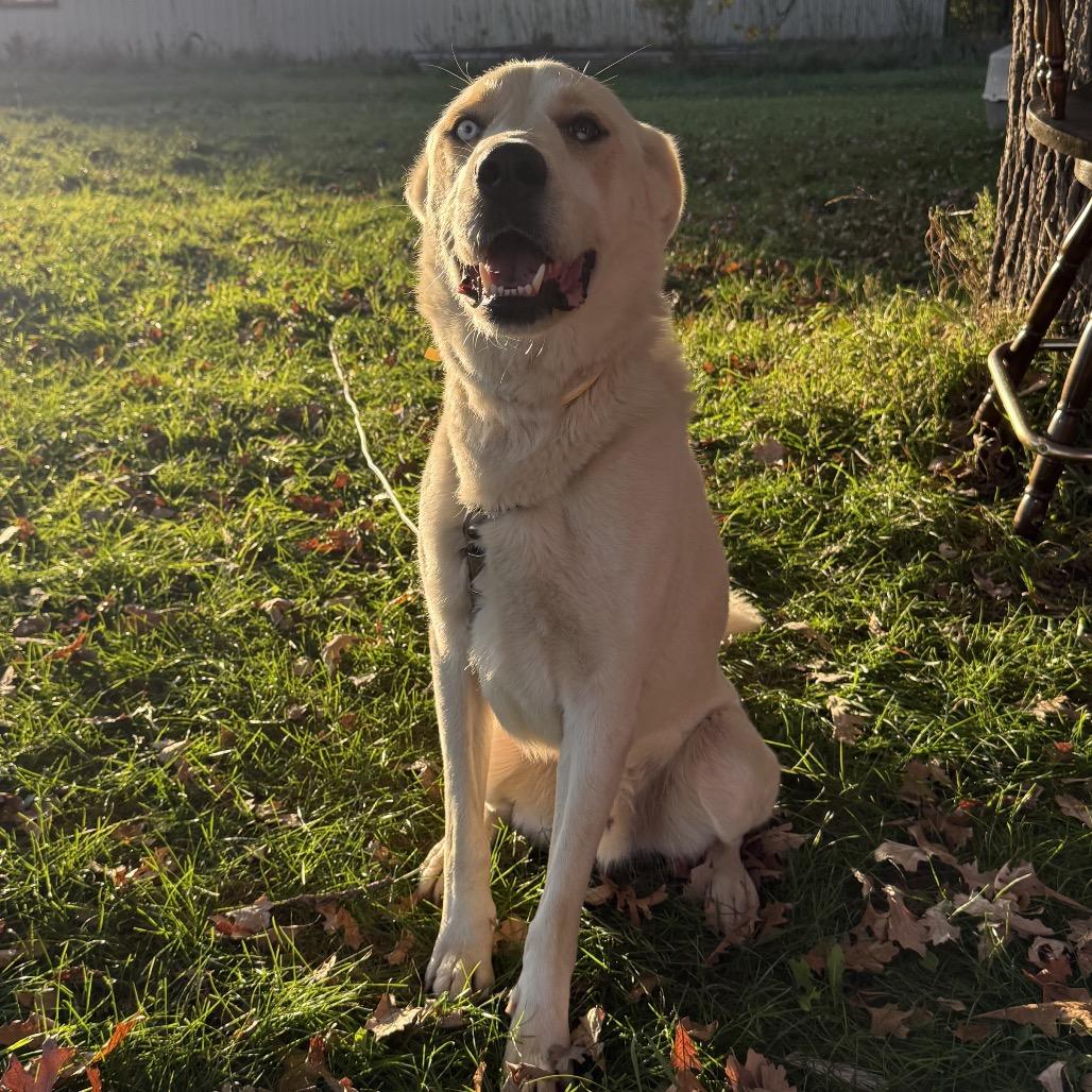Enlarge Otto, a Adoptable mixed breed in Brainerd, MN image 1/6