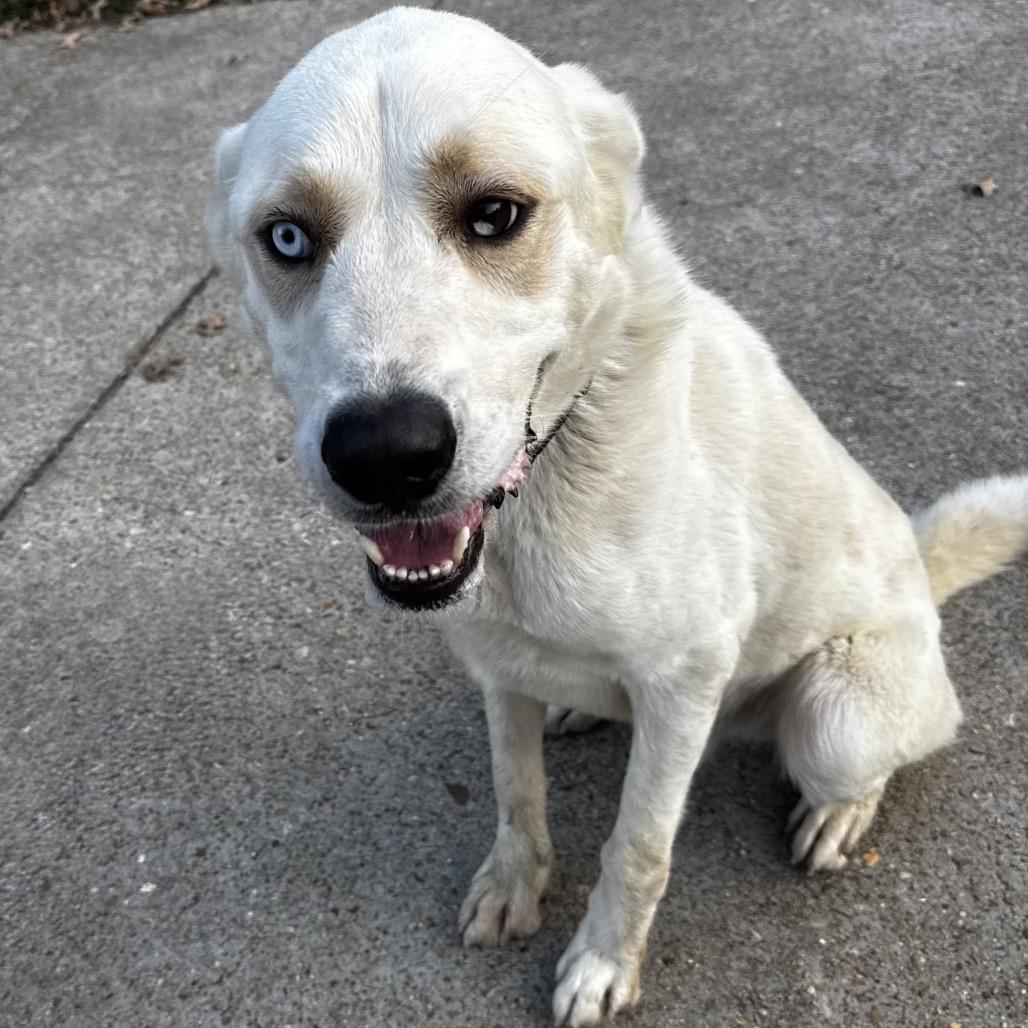 Enlarge Otto, a Adoptable mixed breed in Brainerd, MN image 3/6