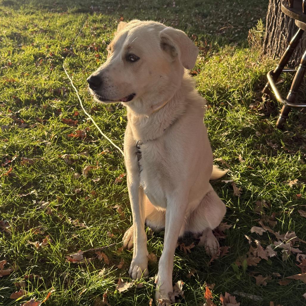 Enlarge Otto, a Adoptable mixed breed in Brainerd, MN image 4/6