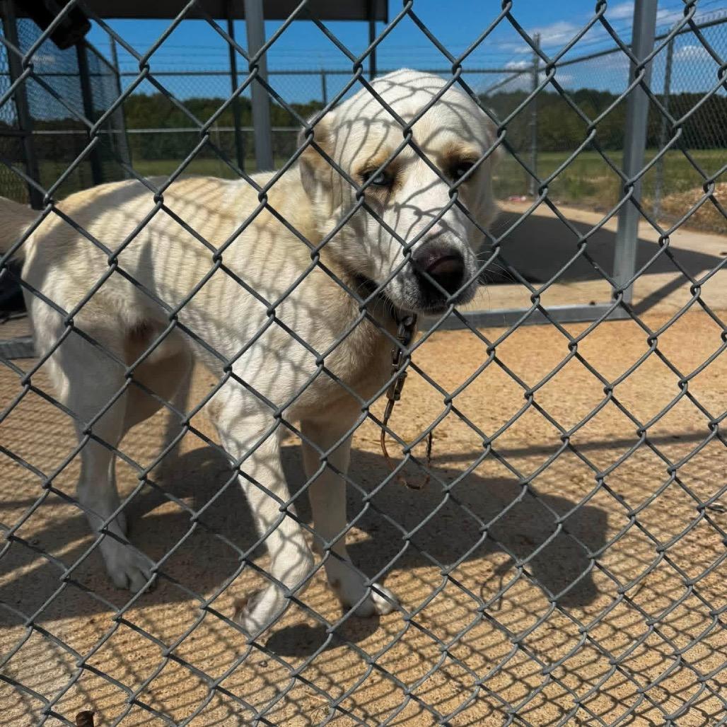 Enlarge Otto, a Adoptable mixed breed in Brainerd, MN image 5/6