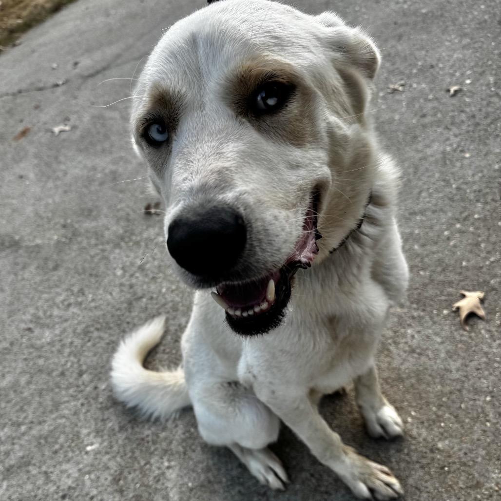 Enlarge Otto, a Adoptable mixed breed in Brainerd, MN image 6/6
