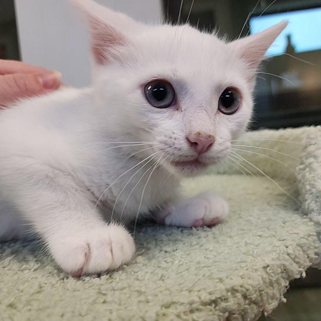 Berlioz, Adoptable, Kitten Male Domestic Short Hair.