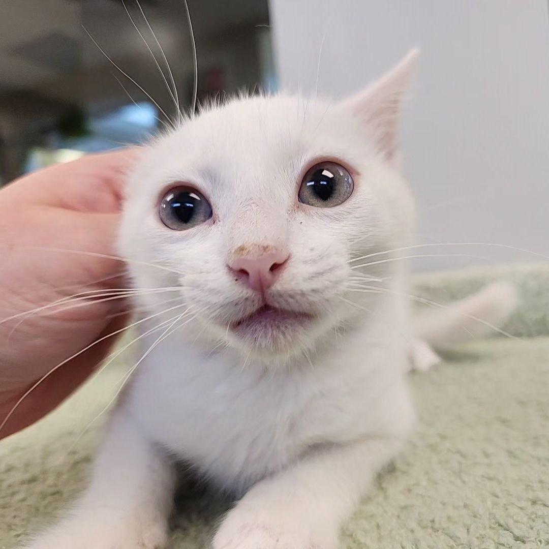 Enlarge Berlioz, a Adoptable Domestic Short Hair in Liberty, MO image 2/2