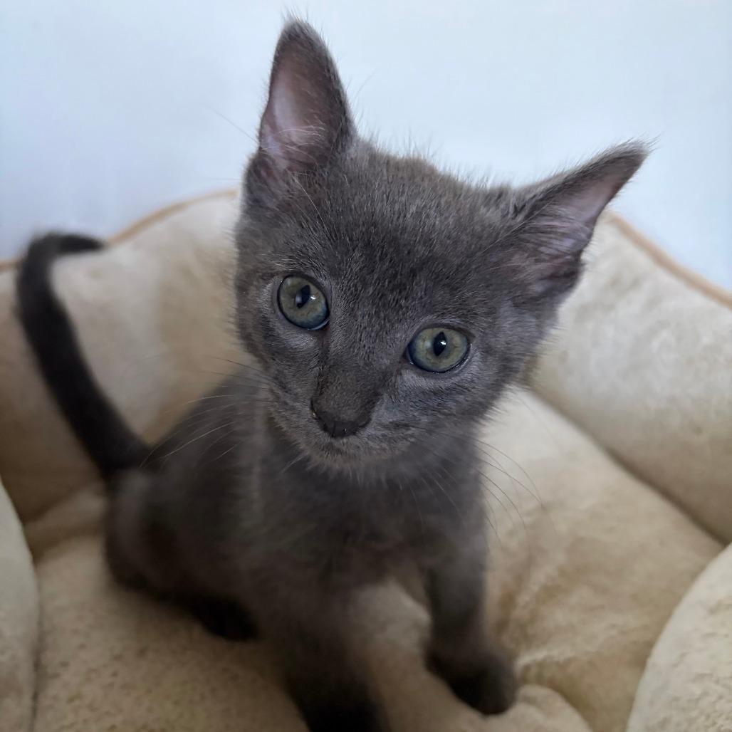 Enlarge Meadow, a Adoptable mixed breed in Wichita, KS image 1/5