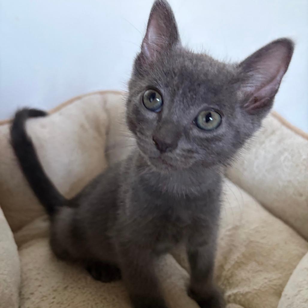 Enlarge Meadow, a Adoptable mixed breed in Wichita, KS image 2/5