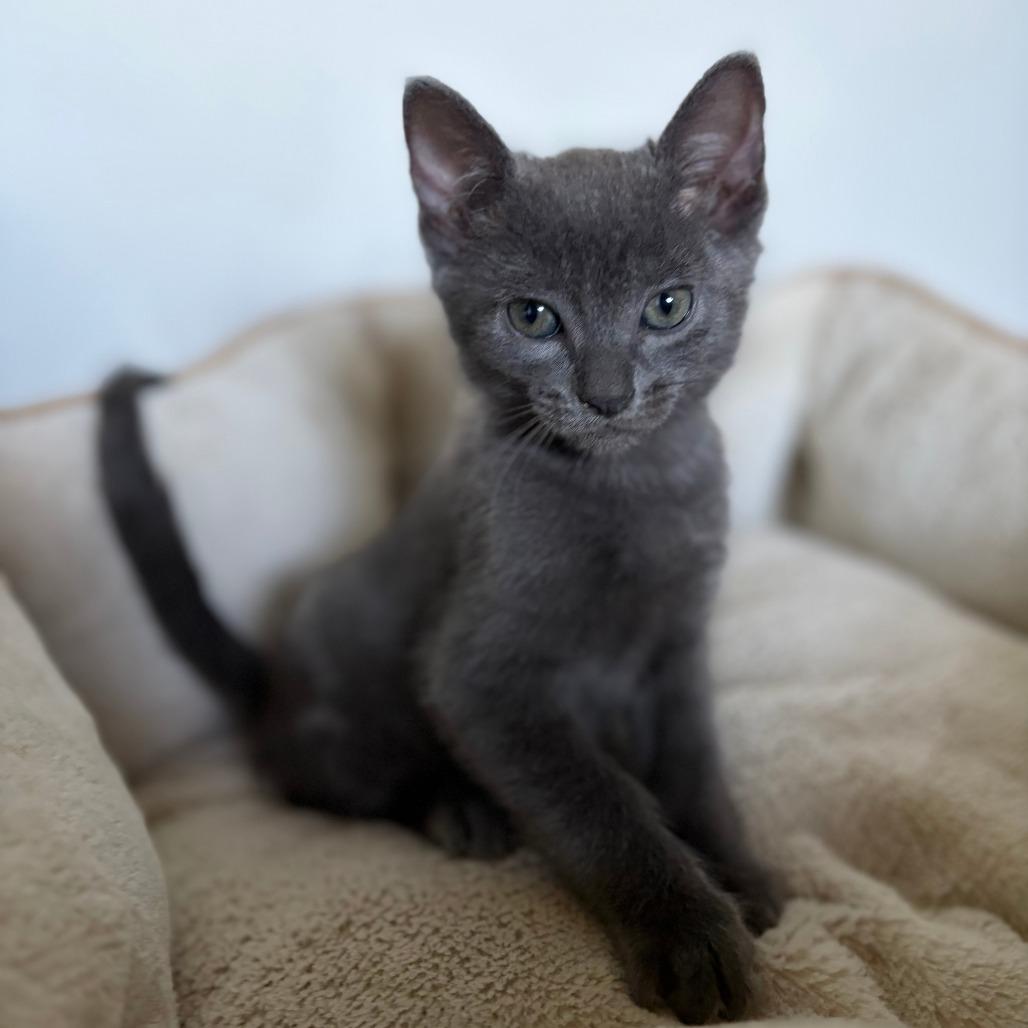 Enlarge Meadow, a Adoptable mixed breed in Wichita, KS image 3/5