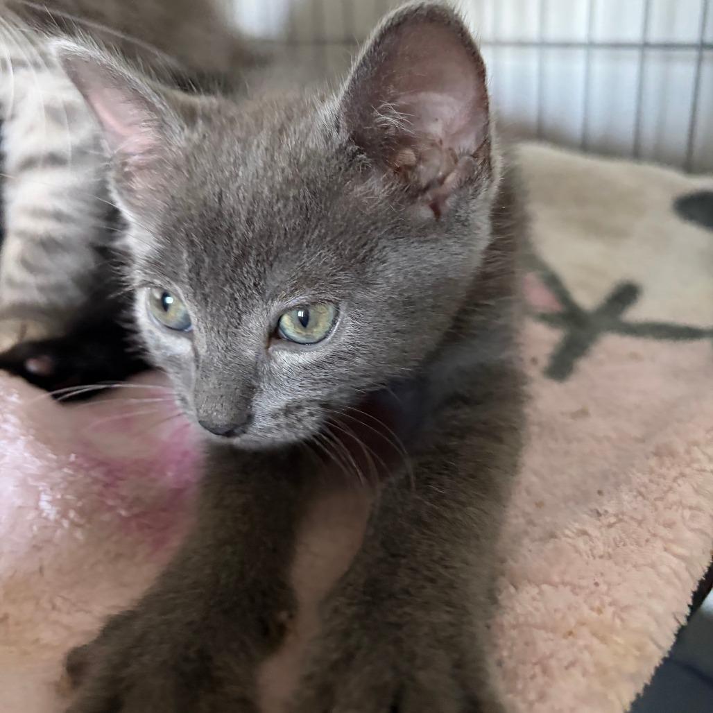 Enlarge Meadow, a Adoptable mixed breed in Wichita, KS image 4/5