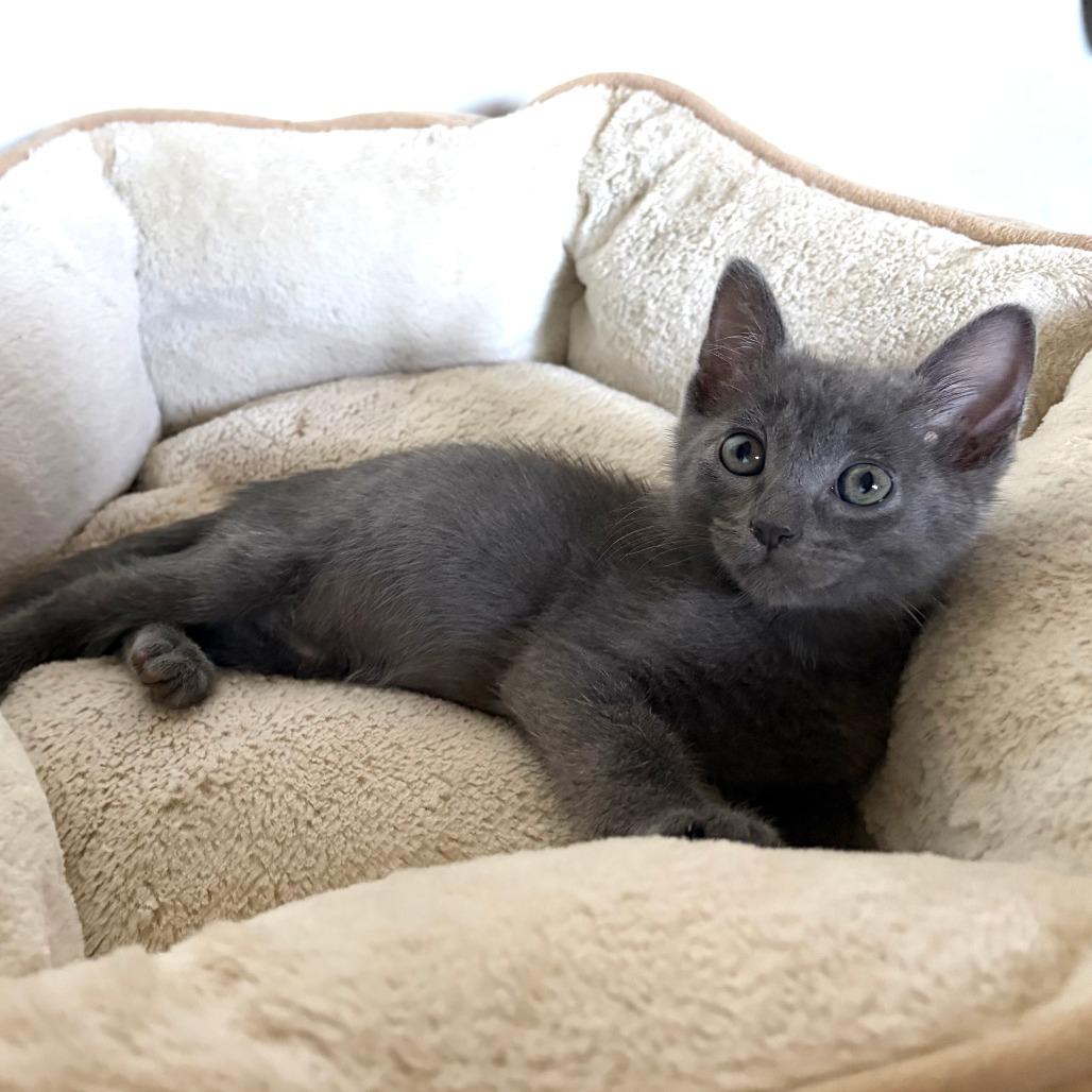 Enlarge Meadow, a Adoptable mixed breed in Wichita, KS image 5/5