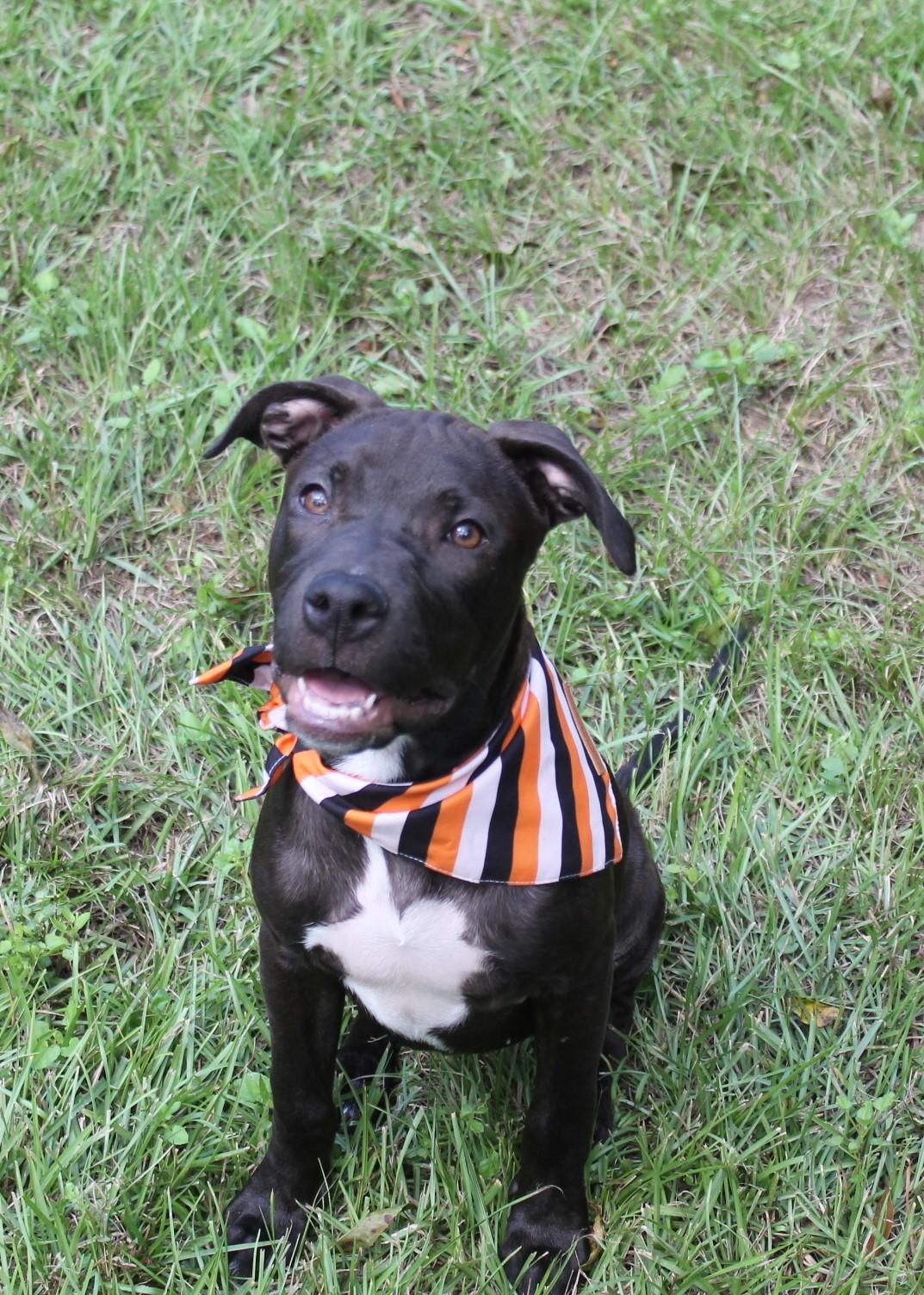 Enlarge SOLL, a Adoptable mixed breed in Jacksonville, FL image 1/1