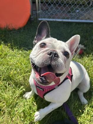 Beluga, Adopted, Adult Female French Bulldog.