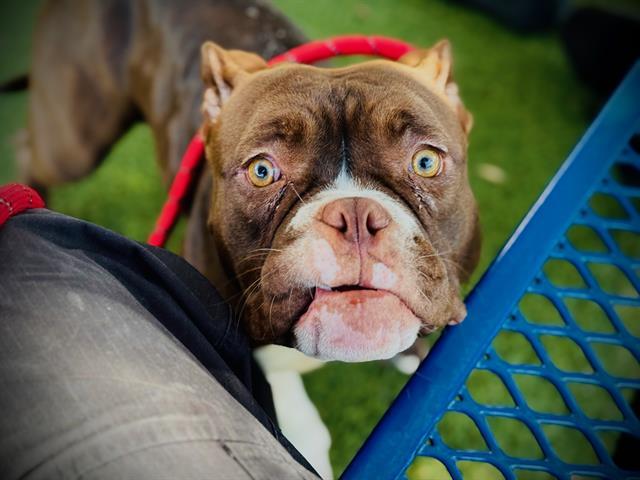 WENDY, Adoptable, Young Female American Bulldog & Mixed Breed.
