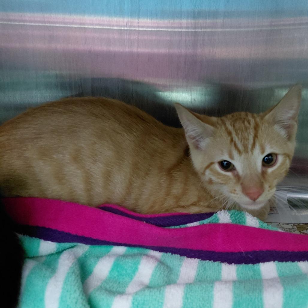 Apollo, Adoptable, Kitten Male Domestic Short Hair.