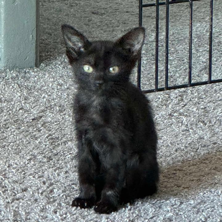 Thelma, Adoptable, Young Female Domestic Short Hair.