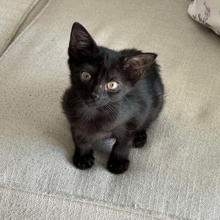 Thelma, a Adoptable Domestic Short Hair in Tampa, FL image 2/4