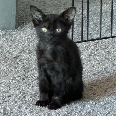 Thelma, a Adoptable Domestic Short Hair in Tampa, FL image 3/4