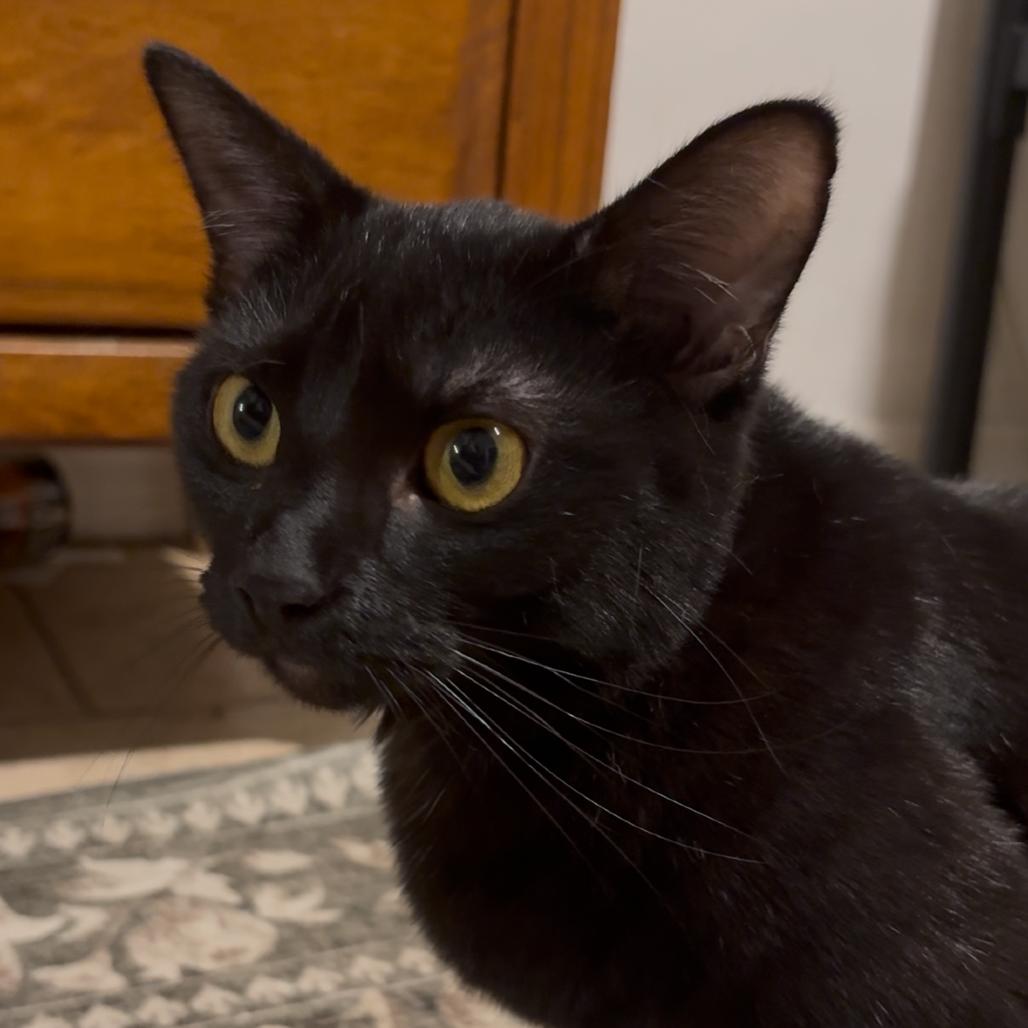 Thelma, a Adoptable Domestic Short Hair in Tampa, FL image 4/4