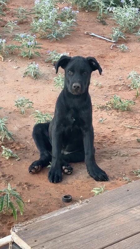 Alfalfa, Adoptable, Puppy Male Mixed Breed.