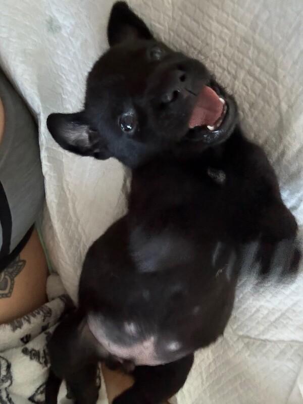 Alfalfa, a Adoptable Mixed Breed in Hobbs, NM image 2/6