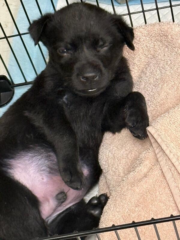 Alfalfa, a Adoptable Mixed Breed in Hobbs, NM image 3/6