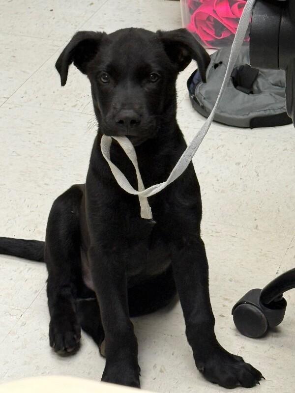 Alfalfa, a Adoptable Mixed Breed in Hobbs, NM image 4/6