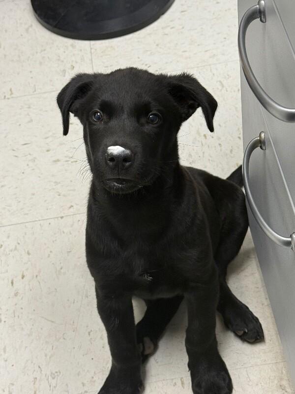 Alfalfa, a Adoptable Mixed Breed in Hobbs, NM image 5/6